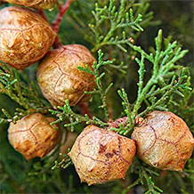 Estratto di fiori di Robinia pseudoacacia